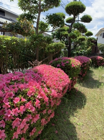 「植木屋ハッピーグリーンです！」