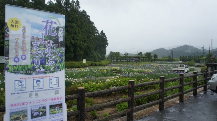 「賀茂しょうぶ園・開花情報⑤」