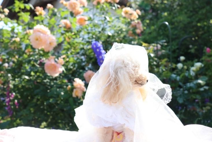優しいピンクの薔薇に真っ白なドレス「二宮低「バラ園」「日本庭園」　撮影会」