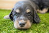 「ミニチュアダックス子犬情報」