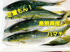 「○本日のお刺身○【しまね定置もん！】ハマチ、天然タイ」