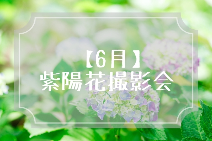 「紫陽花撮影会のお知らせ【江戸川区でこども・ファミリーの出張撮影をしています】」