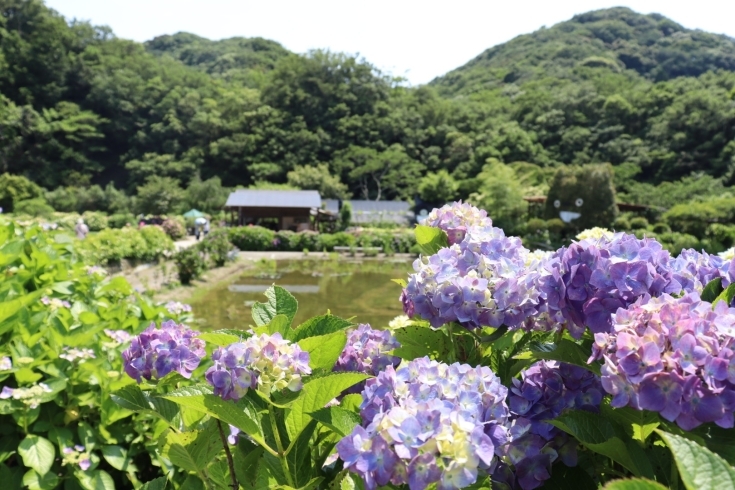 「洲本千草にある あわじ花山水✨  70品種4千本の紫陽花✨ 現在5分咲きくらいで 来週くらいが見頃」