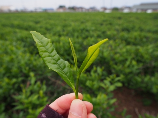 茶摘み。贅沢に一芯二葉だけを摘みます。「お茶づくりレポート！」