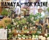 「【はなやホック皆生店】観葉植物豊富にあります！」