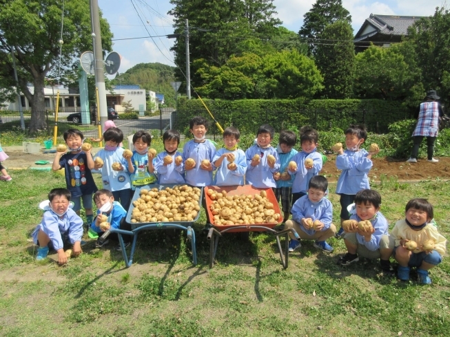 たくさんの収穫「じゃがいも掘り」