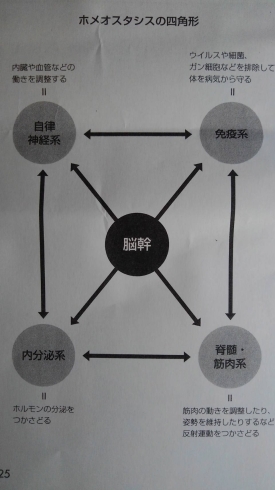 「《脳幹周辺～脊柱両側のほどき＋ビワ温圧の威力》慢性疲労、気力減退、首と肩のこり、不安、不眠、うつ【市川市本八幡駅から徒歩すぐの整体院】」