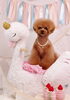 Happy birthday　サランちゃん「Anniversary photo　(^O^)／」