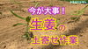 「生姜の育て方　土寄せ作業編　タネのハシモト」