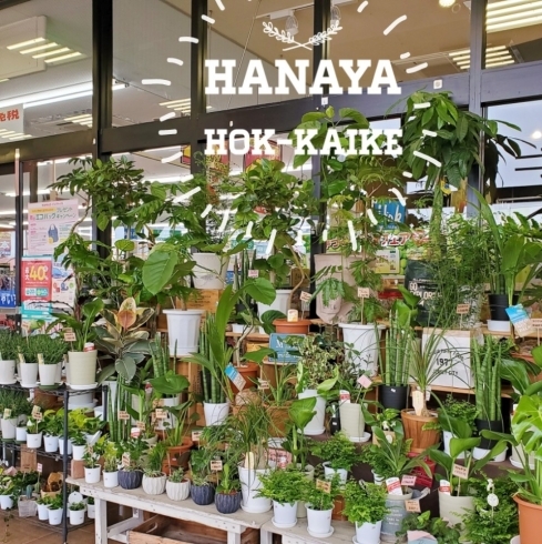 サンドラッグさん側入り口に特設コーナー「【はなやホック皆生店】観葉植物たくさんあります！」