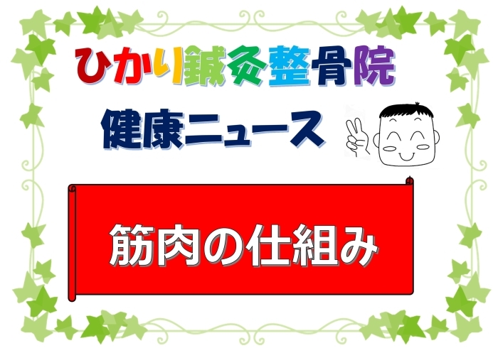 「筋肉の仕組み」