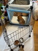 ここで1泊です❤️ニャンコも居て寂しくないよ‼️「ほのちゃんのホテルライフ❤️」