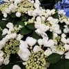 日本にはまだ 珍しいアジサイ入荷です 新品種です 三次花壇 十日市店のニュース まいぷれ 三次市