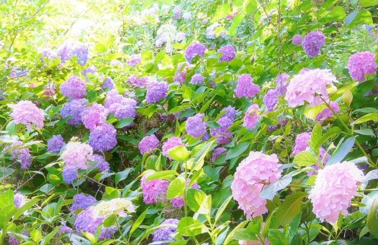 アジサイの花言葉には「家族、団らん」という意味も「東海地方、梅雨入りから１ヵ月！　お掃除に良い季節だって知っていました？」