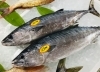 「西海物産館・魚魚市場鮮魚コーナーおすすめは「カツオ・エゾバフンウニ」です♪」