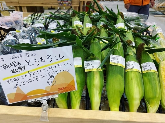 「【西条産】朝採れ 新鮮とうもろこしがオススメ♪」