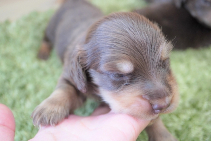 「ミニチュアダックス子犬情報」