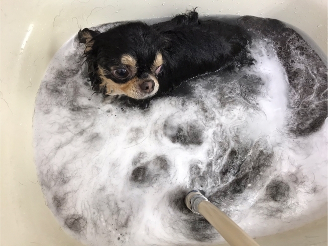 「ペットの体臭、抜け毛に効果が期待できるお風呂コース！」