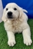 大型犬の子犬時はモコモコ・ムチムチで可愛いですね!「ホワイトのゴールデンレトリバー(^▽^)」