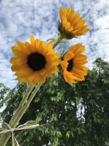 花水木さんの向日葵　ありがとうございます「一足早く夏がやってきた〜」