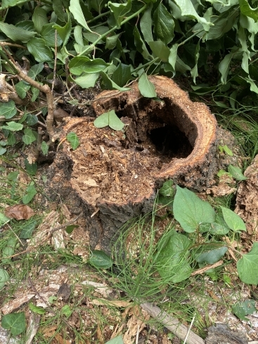 ウメ　伐採後「植木の伐採！横浜市磯子区、金沢区。庭、植木、造園のご相談は庭一」