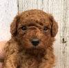 プードル子犬「トイプードル子犬」
