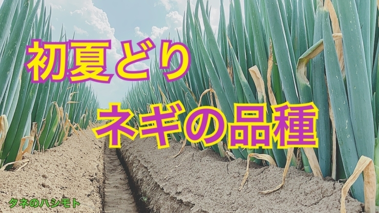 「タネ屋の品種検討会　初夏ネギの栽培　タネのハシモト」