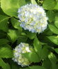 紫陽花「『骨盤整えて』梅雨も元気に(*^^*)」