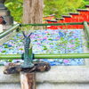 広い手水にぎっしりと浮かばせたお花達「六月の花手水がはじまりました。」
