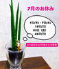 「7月のお休みを早めにお知らせです^ ^」