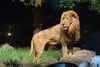 「夜の動物園の開催について【８月開催中止】」