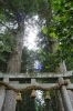 「新見市おでかけ情報（日吉神社の夫婦樅）」