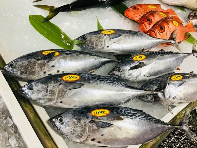「魚魚市場鮮魚コーナーおすすめは「スマ(ヤイトカツオ)・オジサン・オオアジ」です♪」