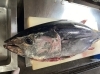 佐渡沖直送本マグロ！！「緊急入荷！本マグロ祭り開催します！！」