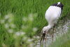 「淡路島で初めて産まれたコウノトリ淡夢ちゃん✨」