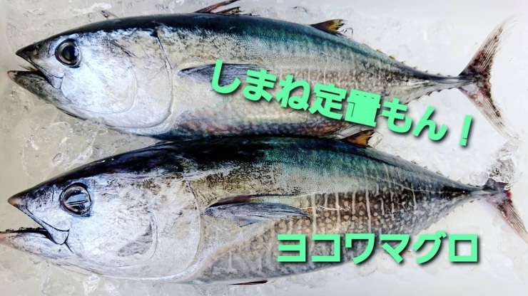 「○本日のお刺身○【しまね定置もん！】ヨコワマグロ、アカヒラ」