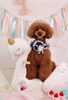 Happy　birthday　あずきくん「Anniversary  photo　(^O^)／」