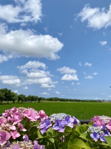 綺麗な紫陽花ですね。斐川町の店近くで。「LINEと連携してからの…」