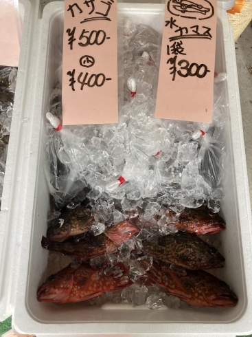 水カマス、カサゴ「木曜日は魚市！(金沢区、磯子区での鮮度抜群の魚は宅配310)」
