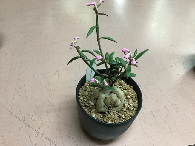 モナデニュウム「珍しい植物入荷しました(モナデニュウム)」