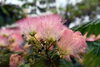 「『ねむの木の花（浦安市）』」