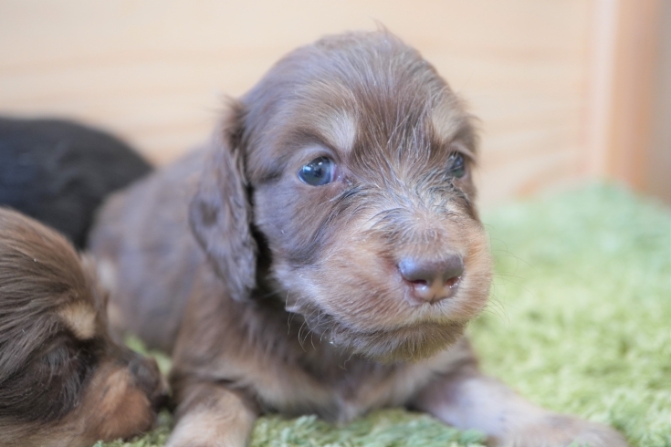 「ミニチュアダックス子犬情報」