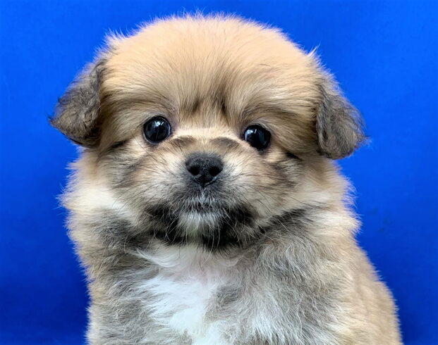 見ているだけで優しい気持ちになれます(^▽^)「新しいワンちゃん仲間入り(^▽^)/」
