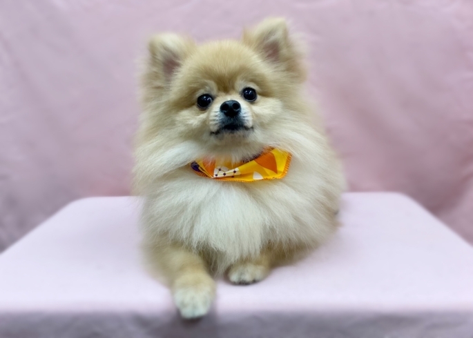 ノアちゃん♡「今日のわんちゃん✿(西京区トリミングサロン・ペットホテル・訓練)」