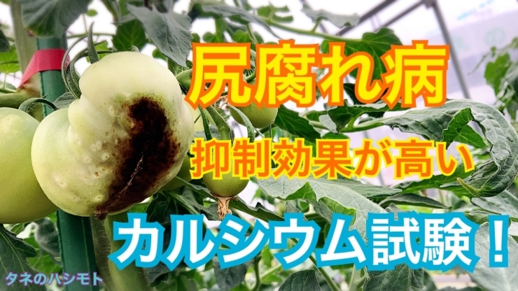 「初のチャレンジ♪ サツマイモの栽培　　タネのハシモト」