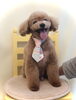 ミルキーくん　シニアさん「春です　ファイト❣️」