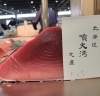 「北海道噴火湾の本マグロ入荷！！」