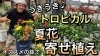 ウキウキする夏花の トロピカルな寄せ植え 元気で活きのいい植物 マルシェ オニヅカのニュース まいぷれ 朝倉 うきは 筑前 東峰