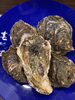 天然岩牡蠣です❗️「天然岩牡蠣入荷しました❗️【完全個室の原価酒場　神の斬新】」