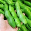 「今年も　 「うるおい春夏秋冬（ひととせ）」さんの「そら豆」の季節がきましたよー♪♪」